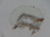 Duebenia compta image