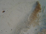 Duebenia compta image