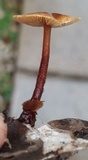 Gymnopus spongiosus image