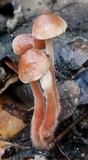 Gymnopus spongiosus image