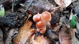 Gymnopus spongiosus image