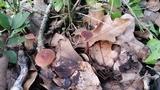 Gymnopus spongiosus image