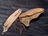 Otidea leporina image