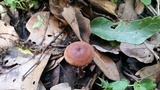 Gymnopus spongiosus image