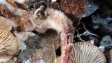 Gymnopus spongiosus image