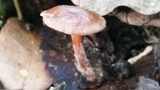 Gymnopus spongiosus image