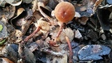 Gymnopus spongiosus image