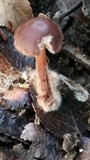 Gymnopus spongiosus image