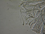 Duebenia compta image