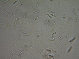 Duebenia compta image