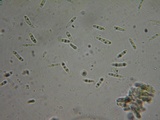 Duebenia compta image