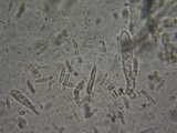Duebenia compta image