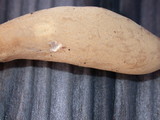 Otidea leporina image