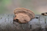 Hapalopilus rutilans image