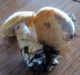 Cortinarius rubicundulus image