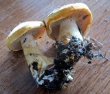 Cortinarius rubicundulus image
