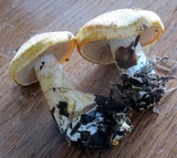 Cortinarius rubicundulus image