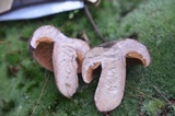 Lactifluus corrugis image