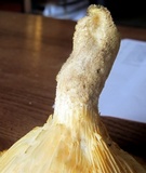 Lentinus levis image
