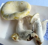 Pleurotus dryinus image