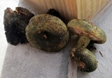 Lactarius atroviridis image