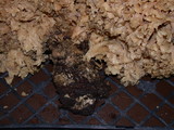 Sparassis crispa image