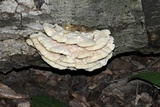 Climacodon septentrionalis image