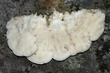 Climacodon septentrionalis image