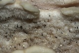 Climacodon septentrionalis image