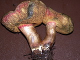 Boletus mendocinensis image