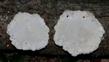 Trametes gibbosa image