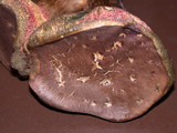 Boletus mendocinensis image