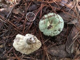 Russula virescens image