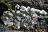 Kretzschmaria deusta image