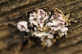 Chondrostereum purpureum image