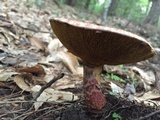 Suillus spraguei image