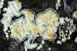 Radulomyces molaris image