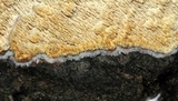 Radulomyces molaris image