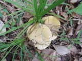 Russula ochroleucoides image