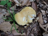 Russula ochroleucoides image