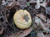 Russula ochroleucoides image