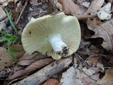 Russula ochroleucoides image