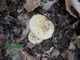 Russula ochroleucoides image