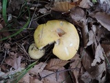 Russula ochroleucoides image