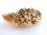 Trametes pubescens image