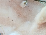 Trametes pubescens image