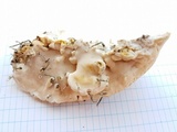 Trametes pubescens image