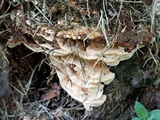 Trametes pubescens image