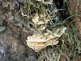 Trametes pubescens image
