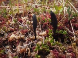 Geoglossum uliginosum image